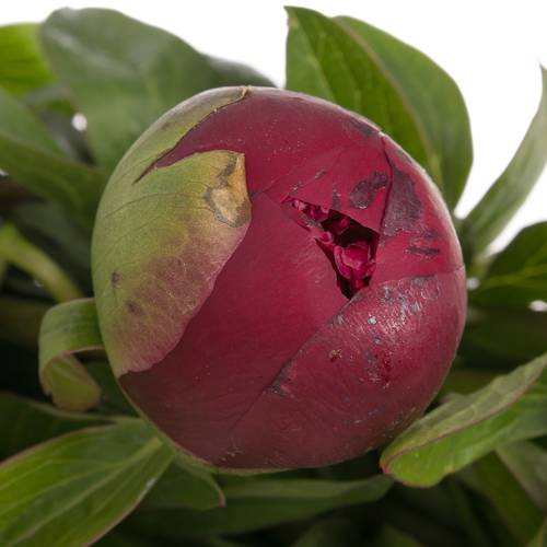 Pfingstrose rot Glory Ex 50cm