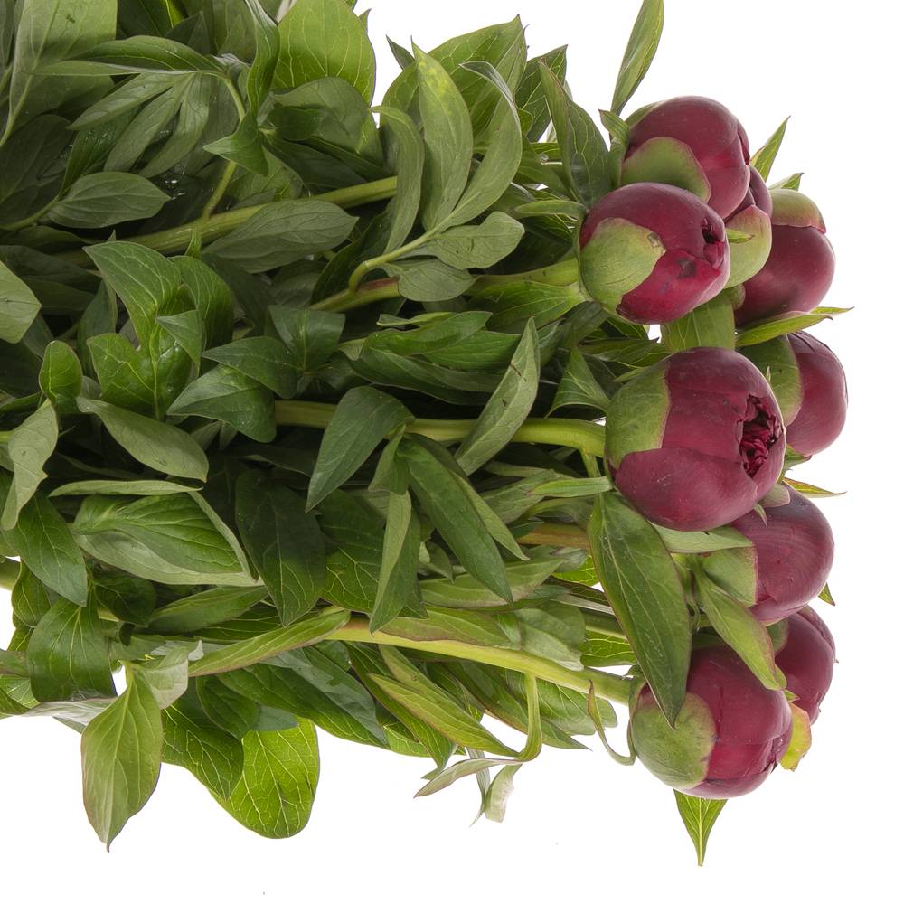 Pfingstrose rot Glory Ex 50cm