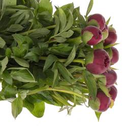 Pfingstrose rot Glory Ex 50cm