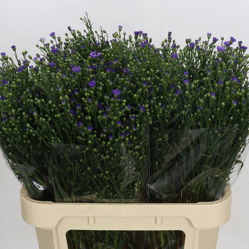 Aster lila Casamare lila 40 Gramm 80cm