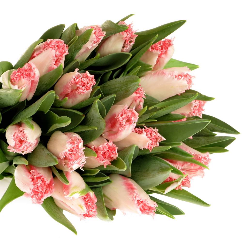 Tulpe rosa gezackt Simone Triflor 32 Gramm