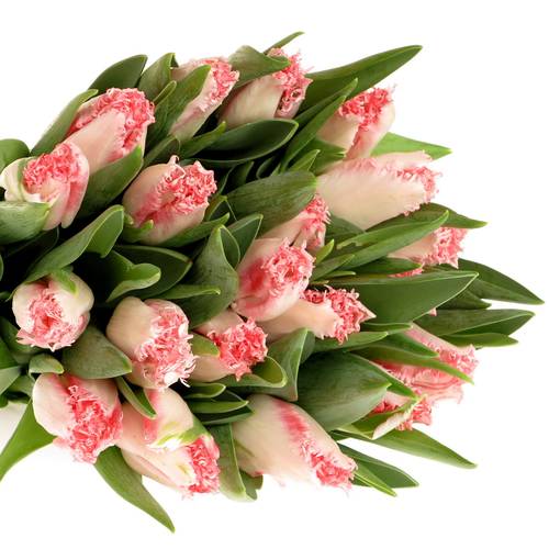 Tulpe rosa gezackt Simone Triflor 32 Gramm