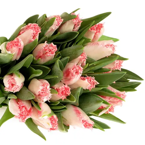Tulpe rosa gezackt Simone Triflor 32 Gramm