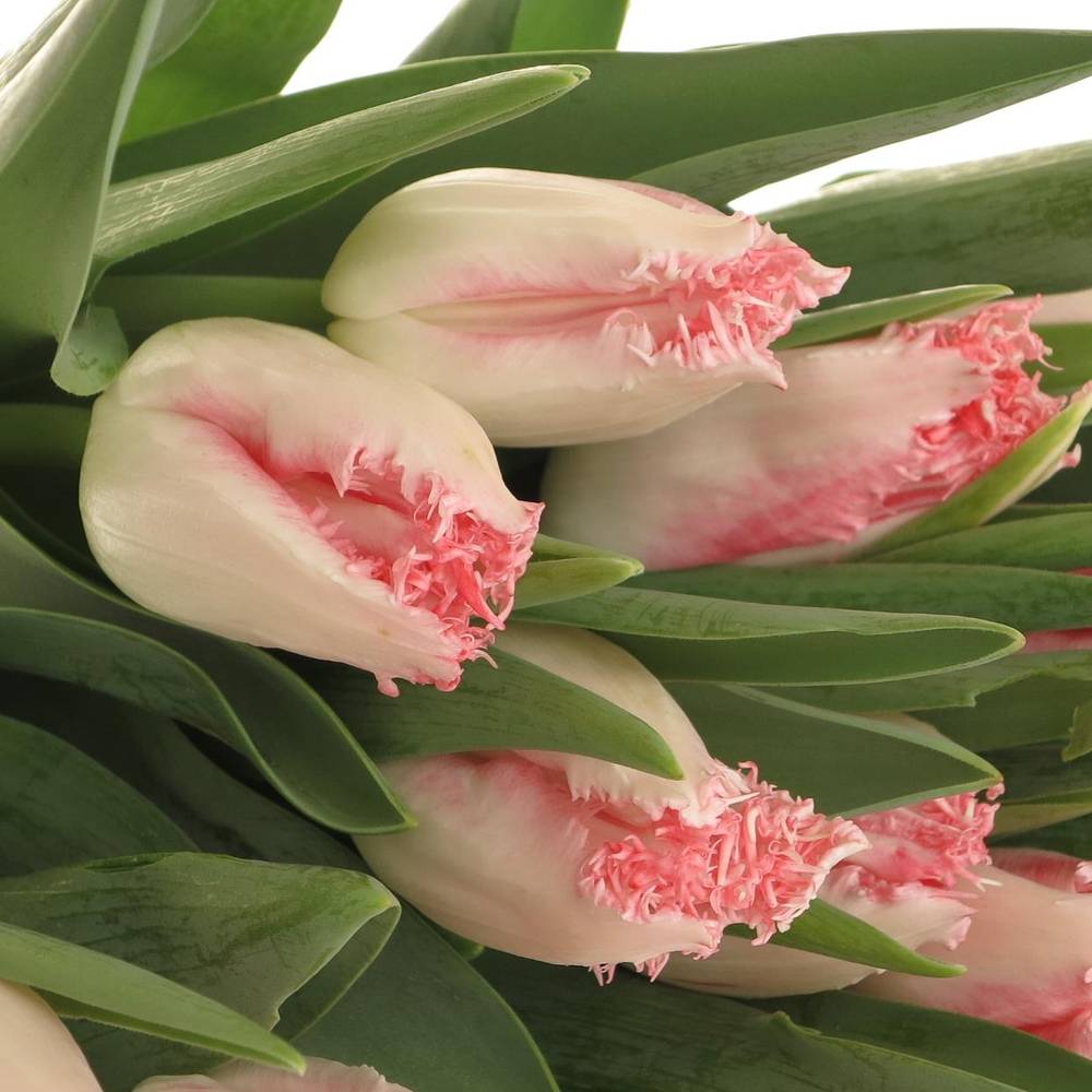 Tulpe rosa gezackt Simone Triflor 32 Gramm