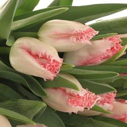 Tulpe rosa gezackt Simone Triflor 32 Gramm