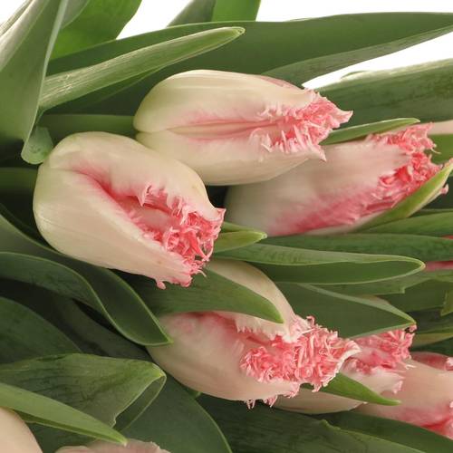 Tulpe rosa gezackt Simone Triflor 32 Gramm