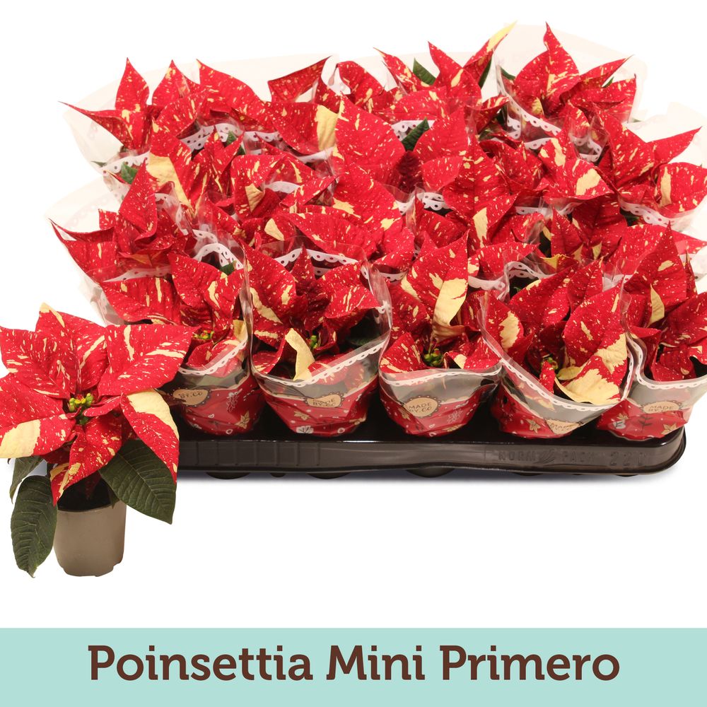 Poins.bicolor Primero mini T06 H13
