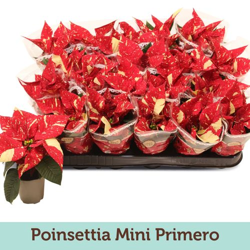 Poins.bicolor Primero mini T06 H13