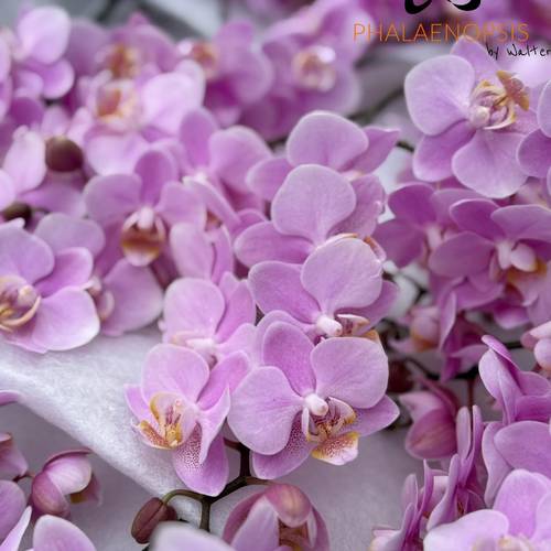 Phalaenopsis Mini rosa Baby Blush 20+Blüte 50cm