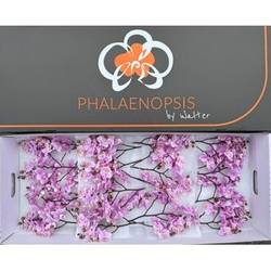 Phalaenopsis Mini rosa Baby Blush 20+Blüte 50cm