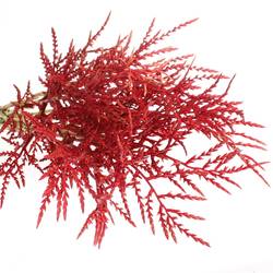 Bromelia rot Paloma 80cm