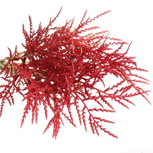 Bromelia rot Paloma 80cm
