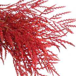 Bromelia rot Paloma 80cm