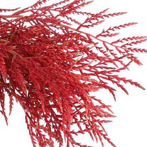 Bromelia rot Paloma 80cm