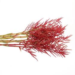 Bromelia rot Paloma 80cm