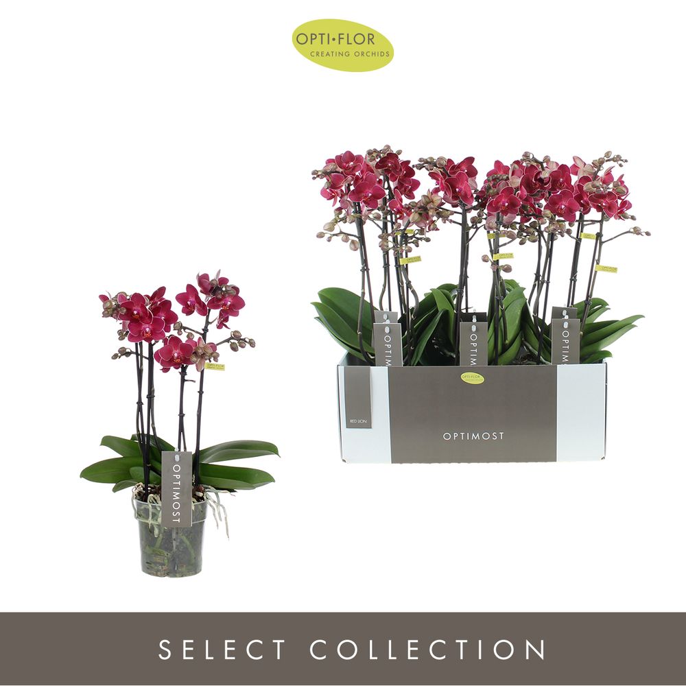 Phal.4-R rot Redlion Optimost T12 H45 