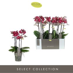Phal.4-R rot Redlion Optimost T12 H45 