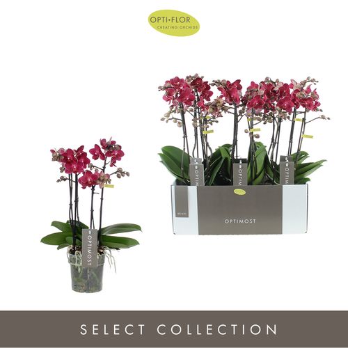 Phal.4-R rot Redlion Optimost T12 H45 