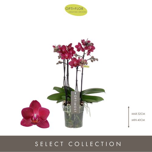 Phal.4-R rot Redlion Optimost T12 H45 