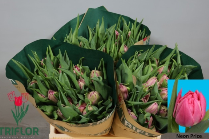 Tulpe rosa doppel Noen price Triflor 36 Gram