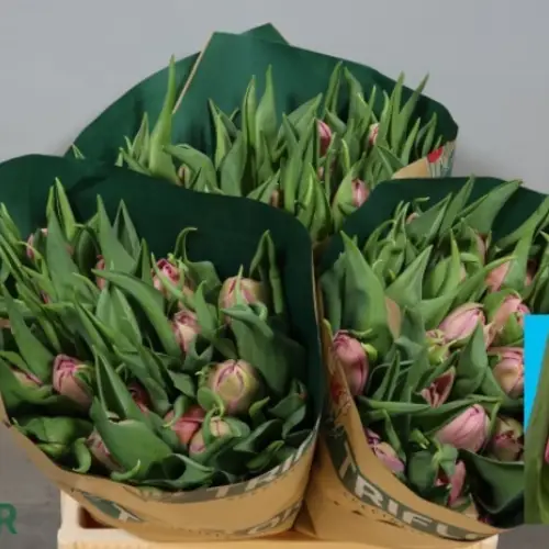 Tulpe rosa doppel Noen price Triflor 36 Gram