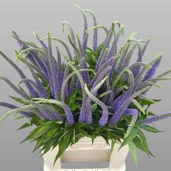 Veronicastrum  milka Apollo 65cm