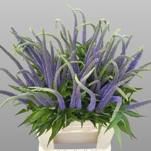 Veronicastrum  milka Apollo 65cm