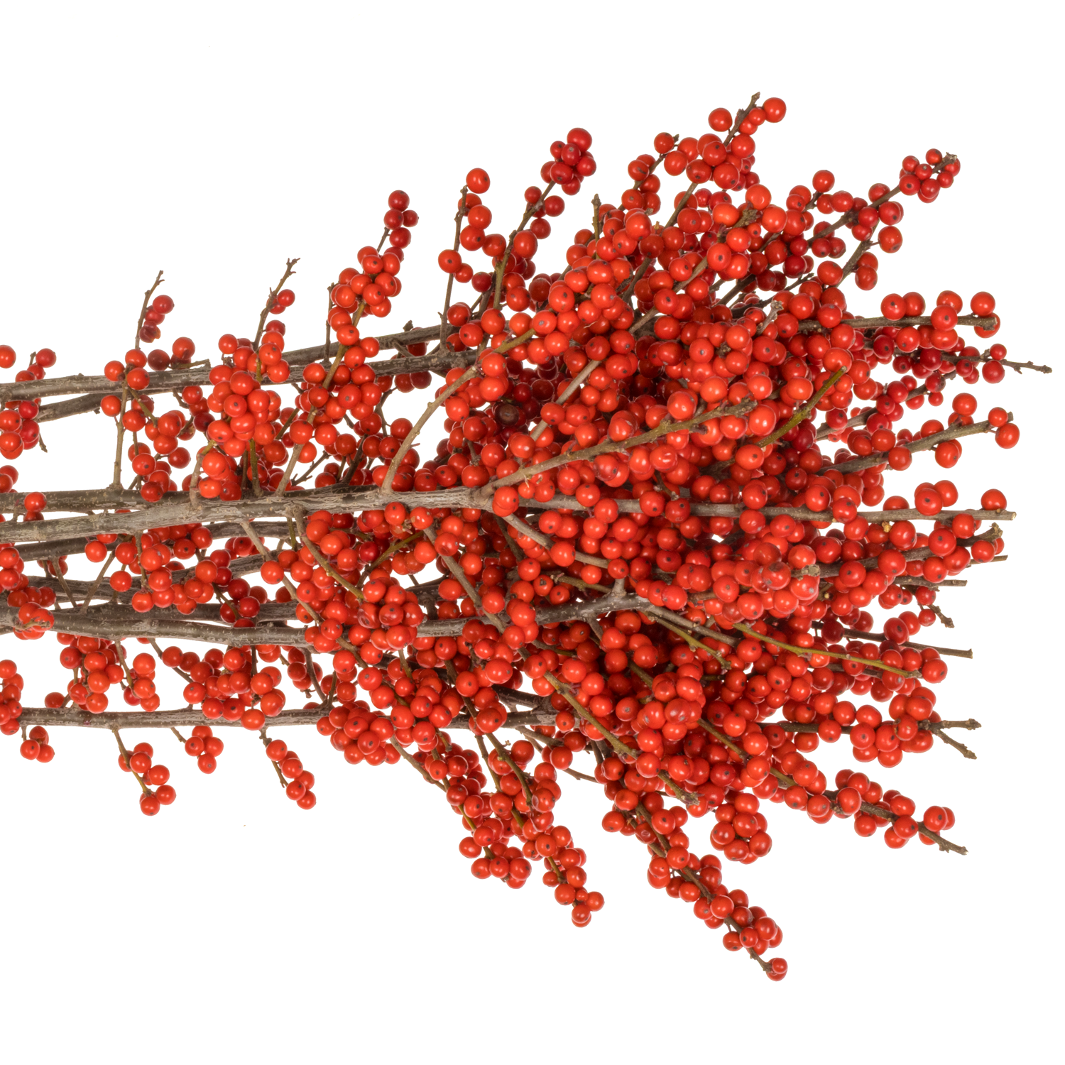 Ilex rot extra oosterwijk 80cm