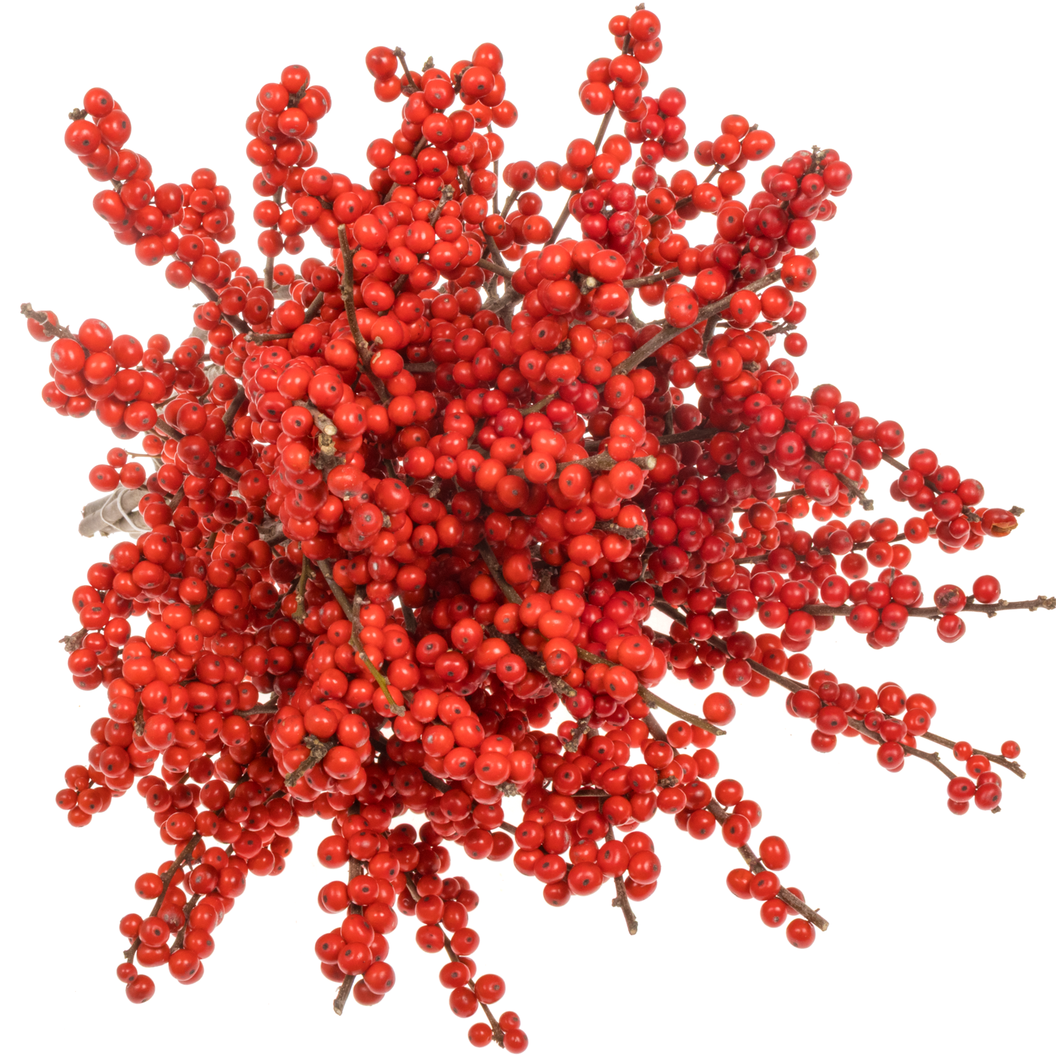 Ilex rot extra oosterwijk 80cm