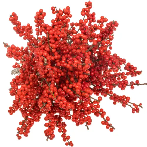 Ilex rot extra oosterwijk 80cm