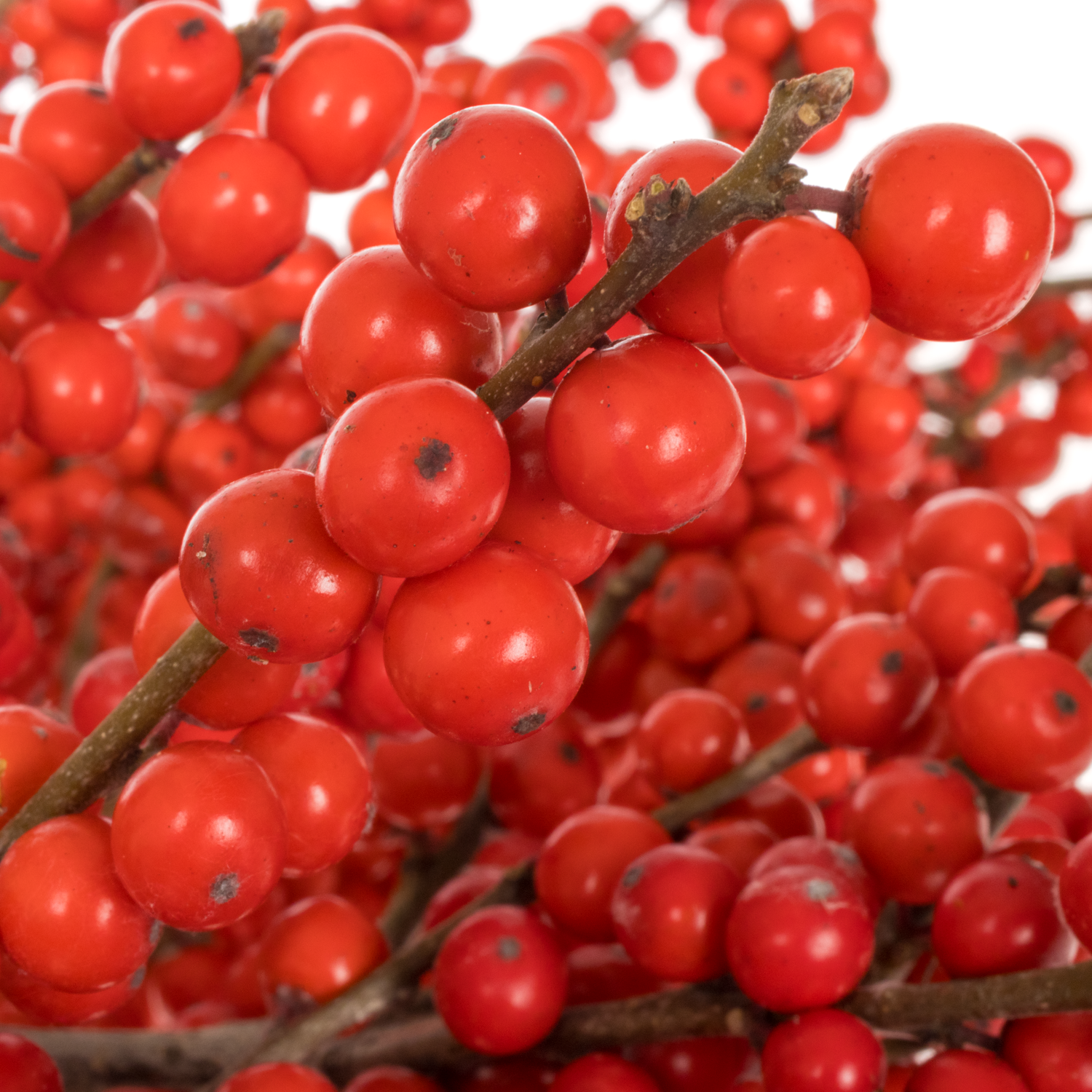 Ilex rot extra oosterwijk 80cm