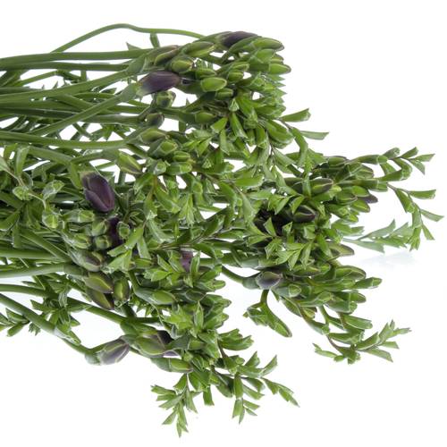 Freesie blau Castor 28 Gramm