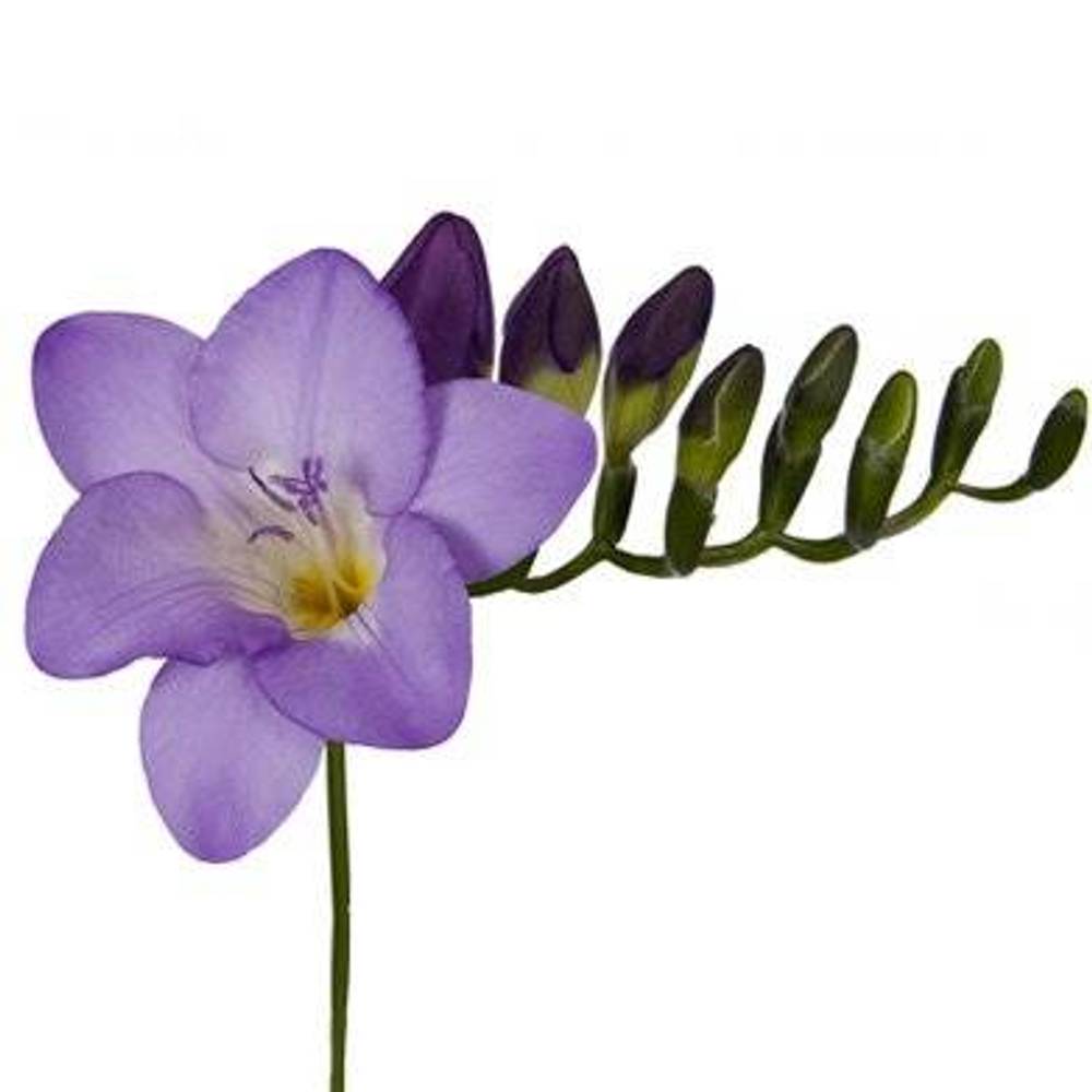 Freesie blau Castor 28 Gramm