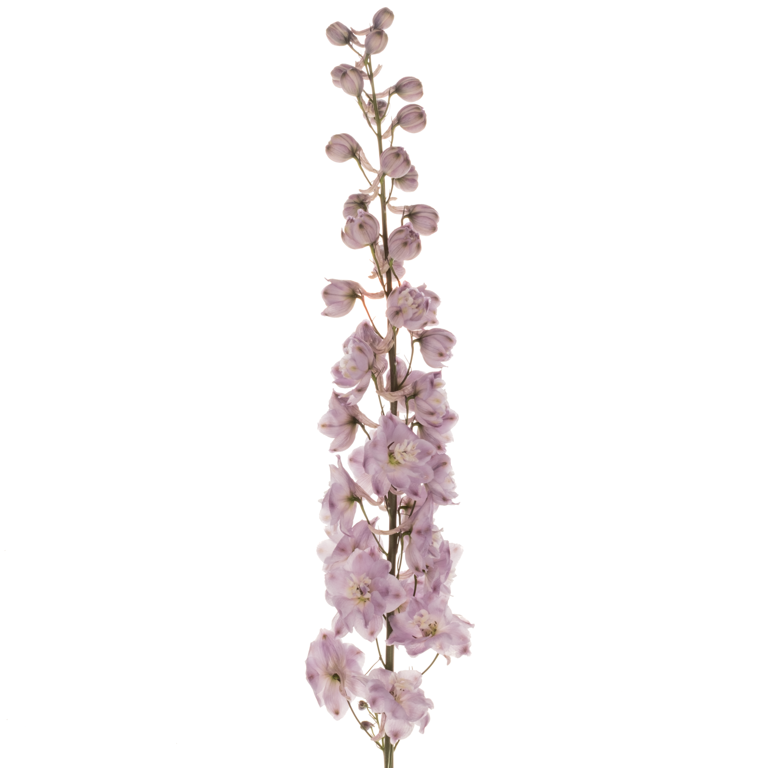 Delphinium lila Dewi 95cm