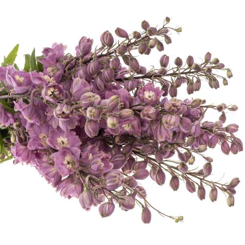 Delphinium lila Dewi 90cm