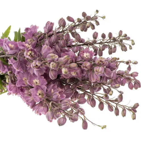 Delphinium lila Dewi 90cm