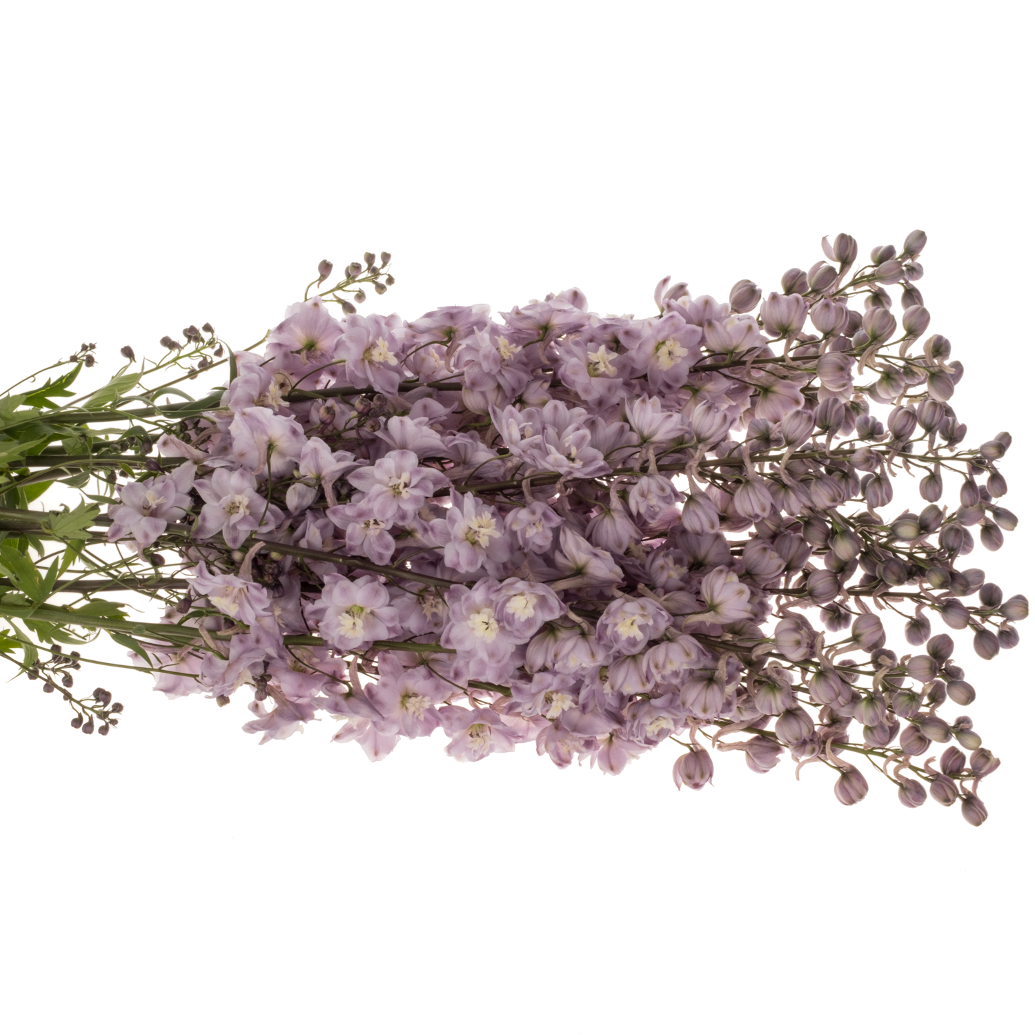 Delphinium lila Dewi 95cm