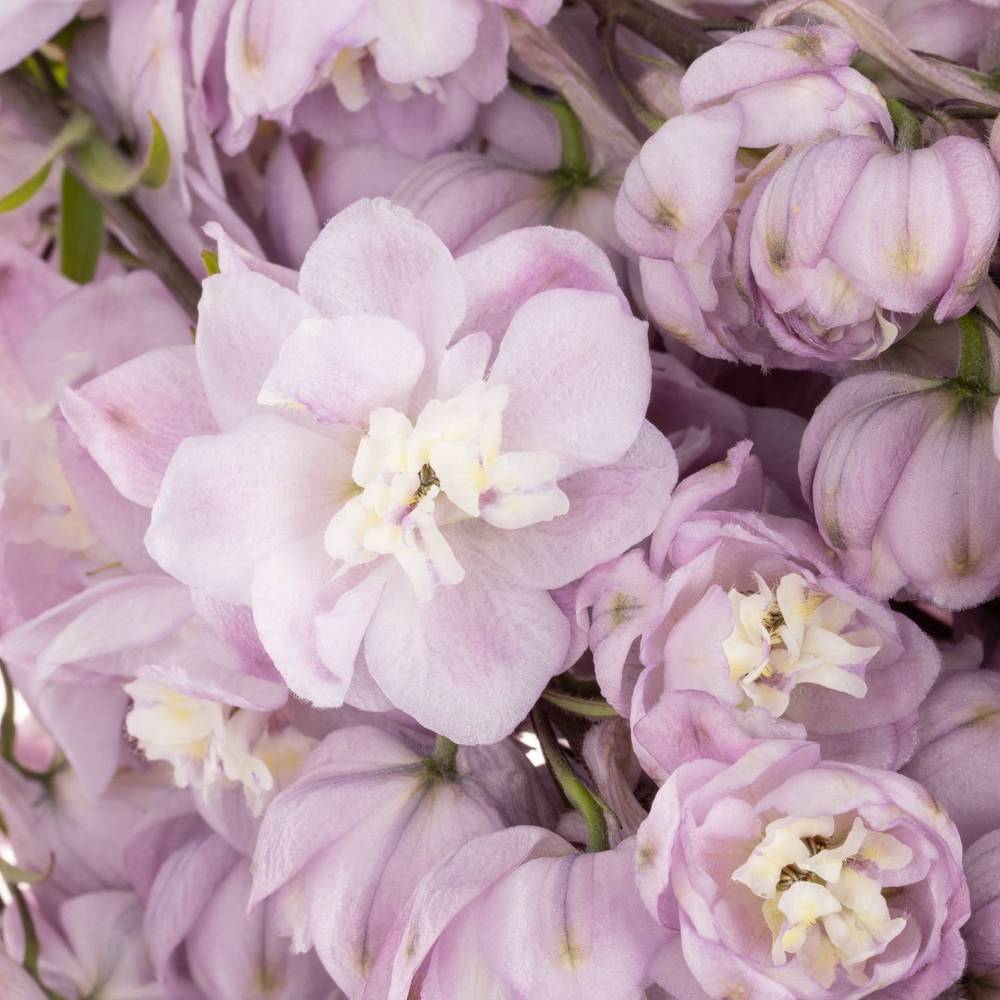 Delphinium lila Dewi 90cm