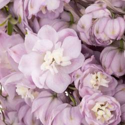 Delphinium lila Dewi 90cm