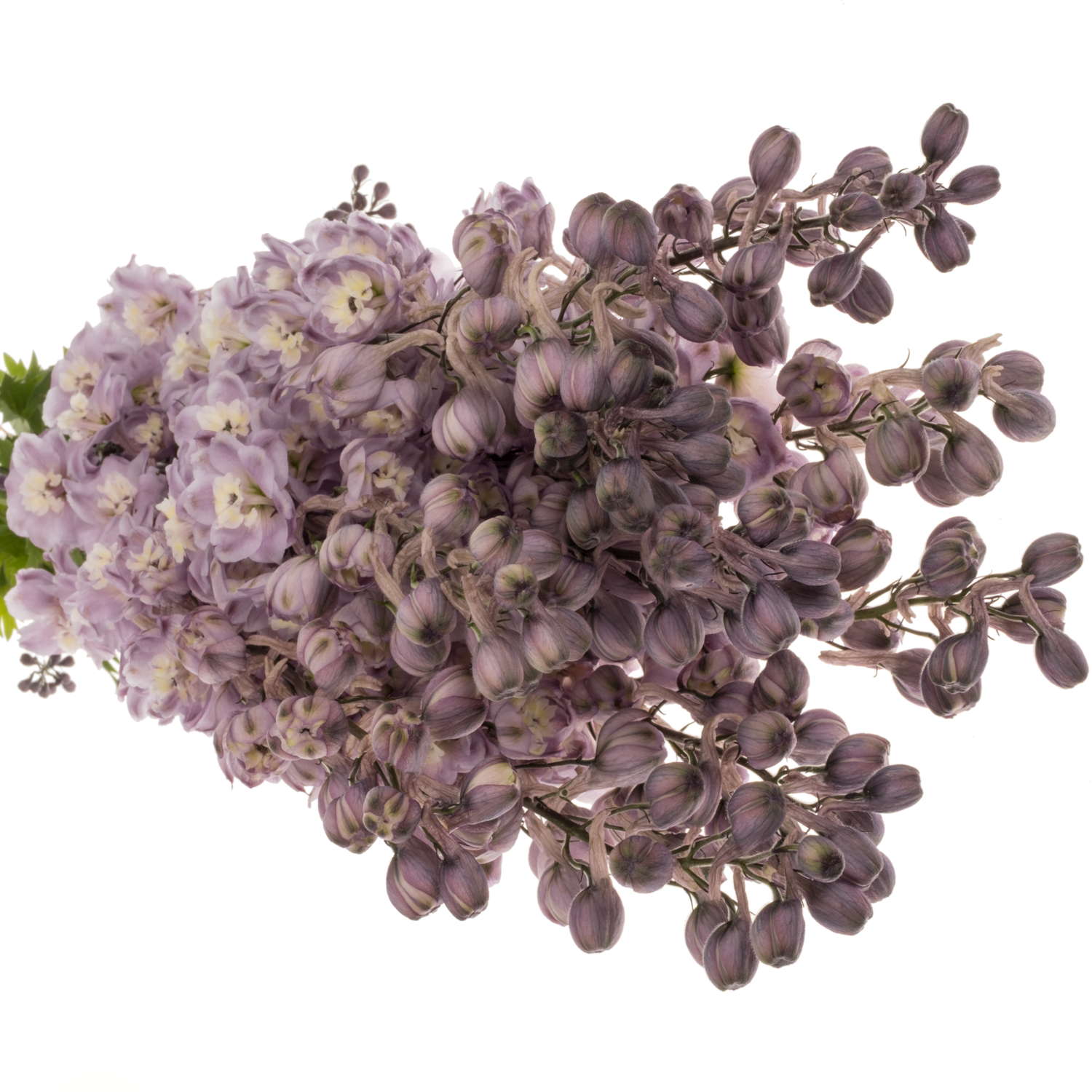 Delphinium lila Dewi 95cm