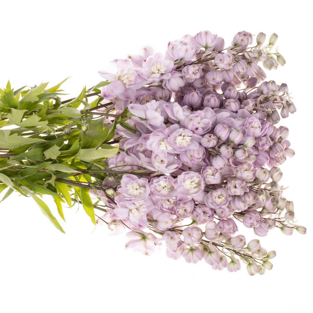 Delphinium lila Dewi 90cm