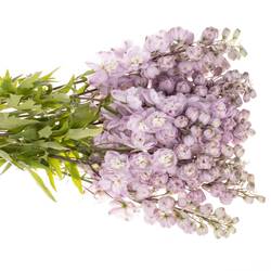 Delphinium lila Dewi 90cm