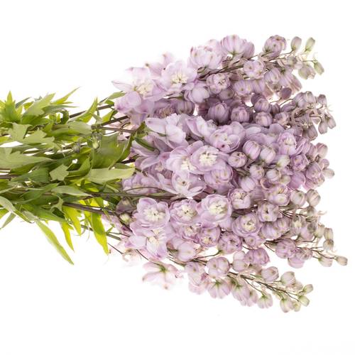 Delphinium lila Dewi 90cm