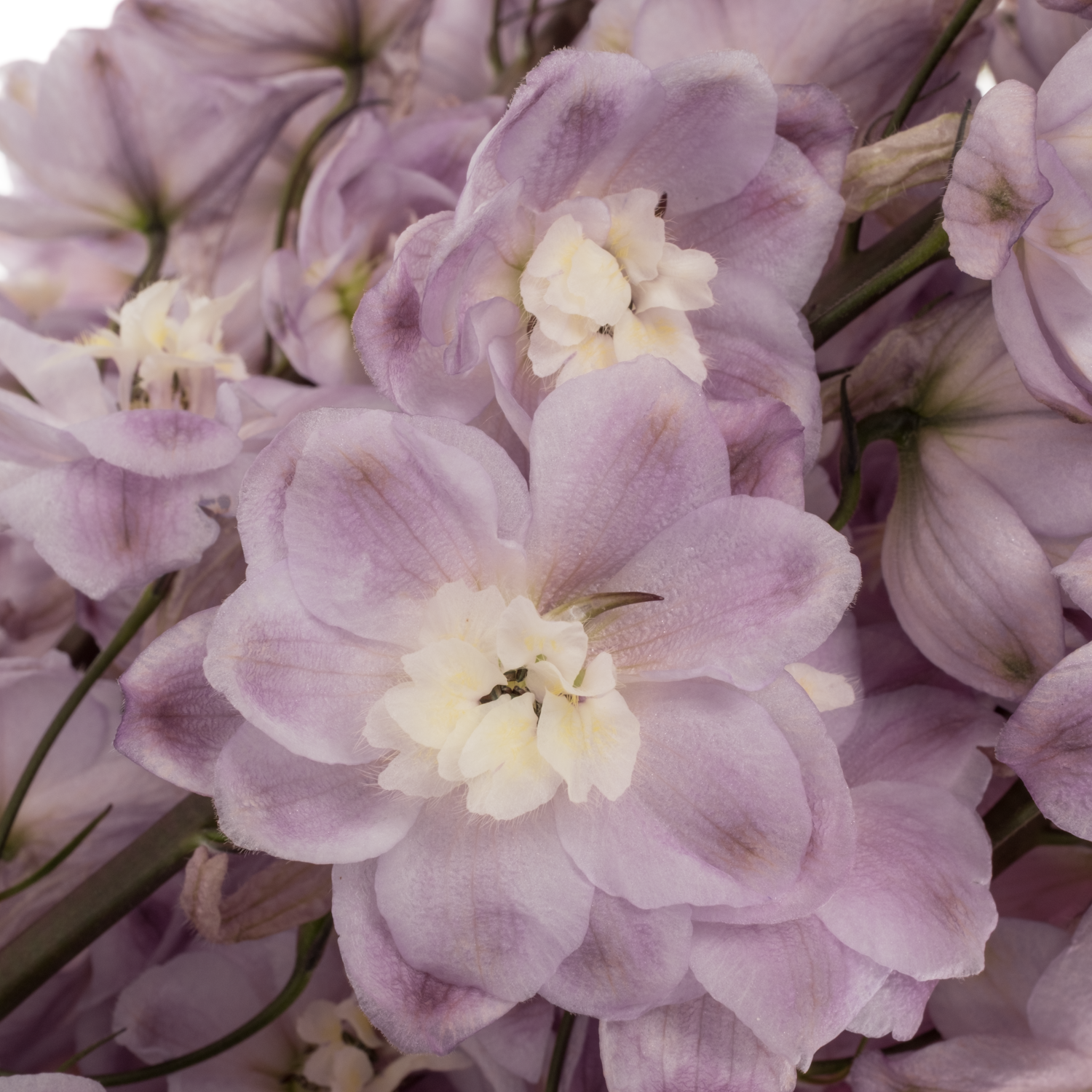 Delphinium lila Dewi 95cm
