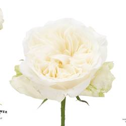 Rose Meilland Lady Forte 50cm duftend