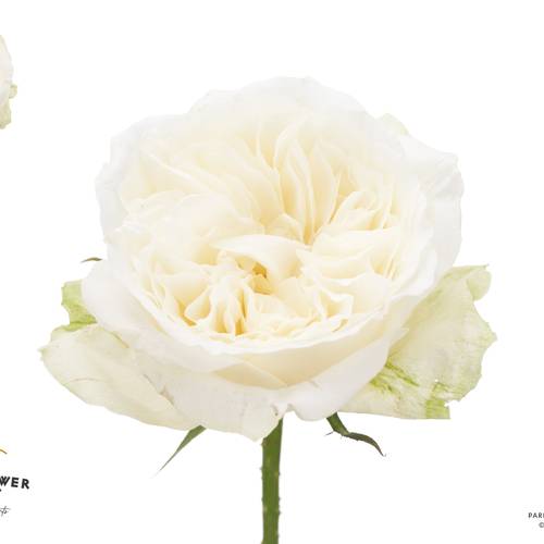 Rose Meilland Lady Forte 50cm duftend