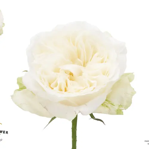 Rose Meilland Lady Forte 50cm duftend