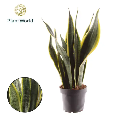 Sanseveria Laurentii T12 H040