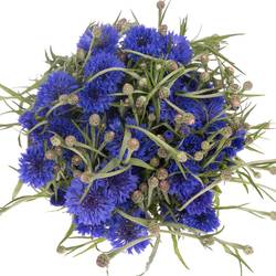 Kornblumen blau 45cm