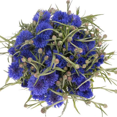 Kornblumen blau 45cm